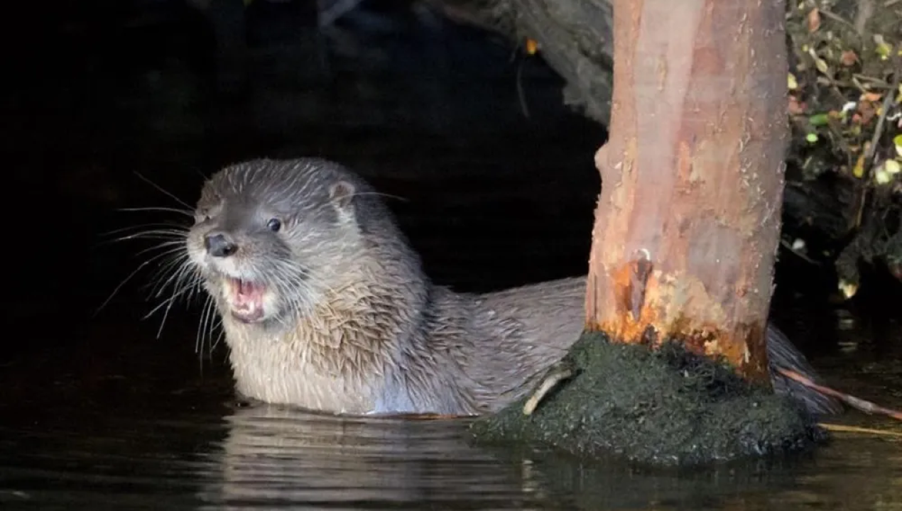 /regionales/region-de-magallanes/puerto-natales-confirman-nueva-especie-marina-afectada-por-influenza-aviar