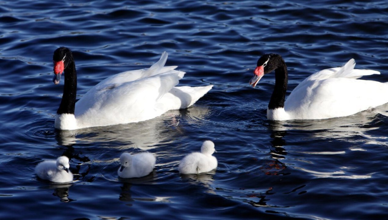 /regionales/region-de-los-rios/investigan-muerte-de-cisnes-de-cuello-negro-en-santuario-de-la-naturaleza